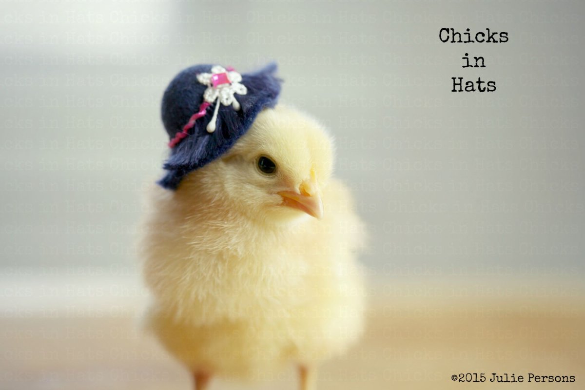 Цыпленок в одежде