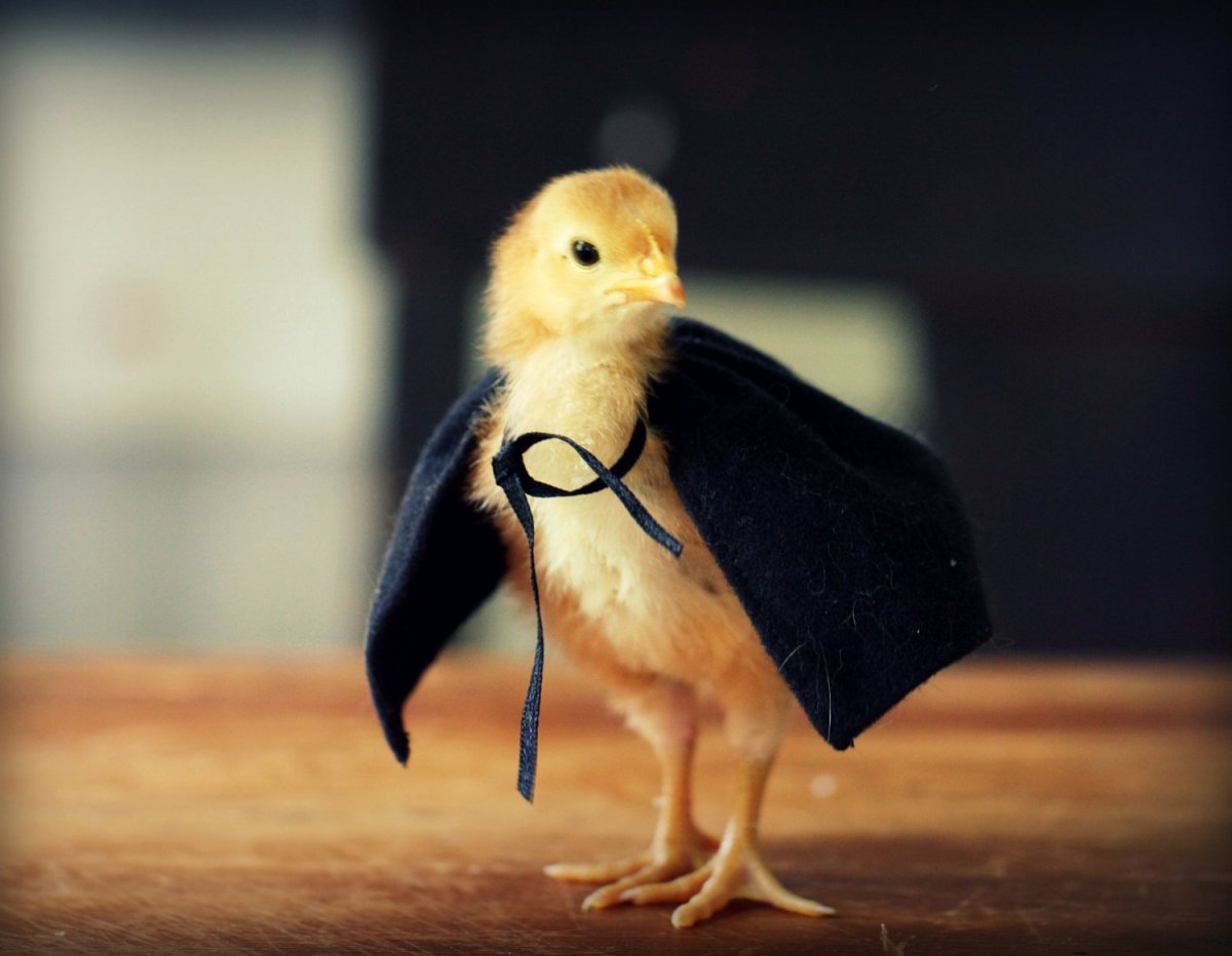 Крутой цыпленок