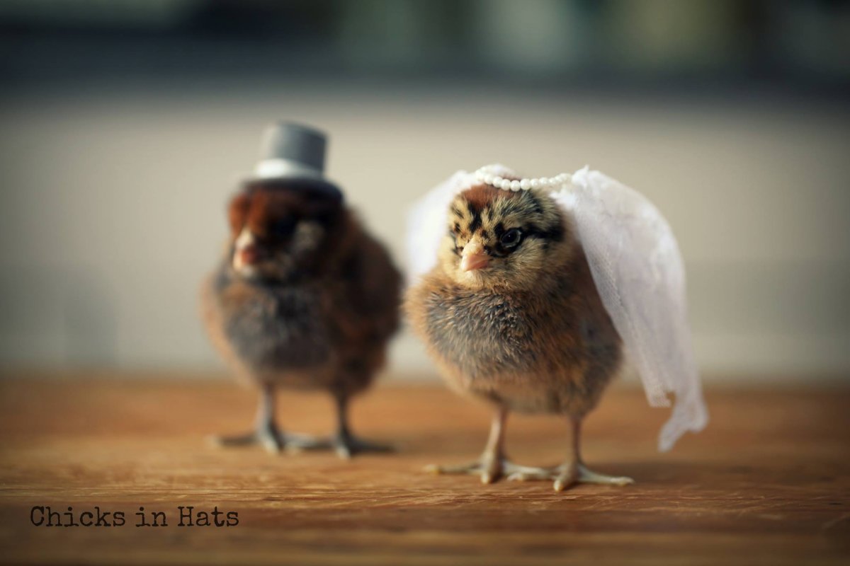 Шапочка цыпленка