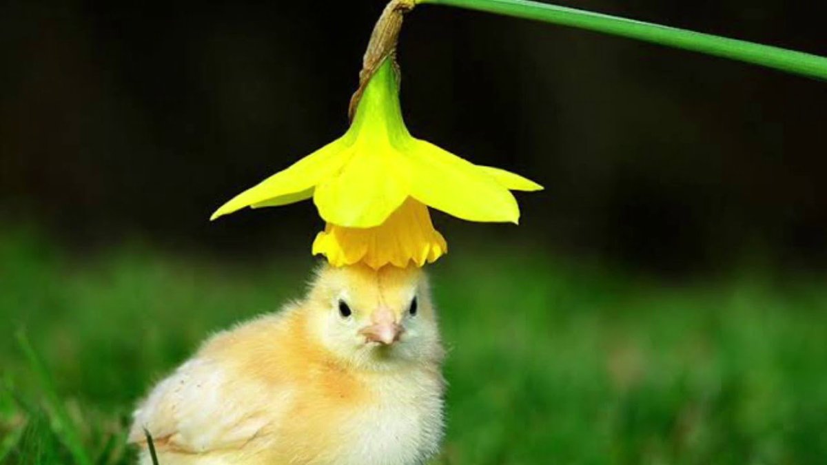 Желтый цыпленок