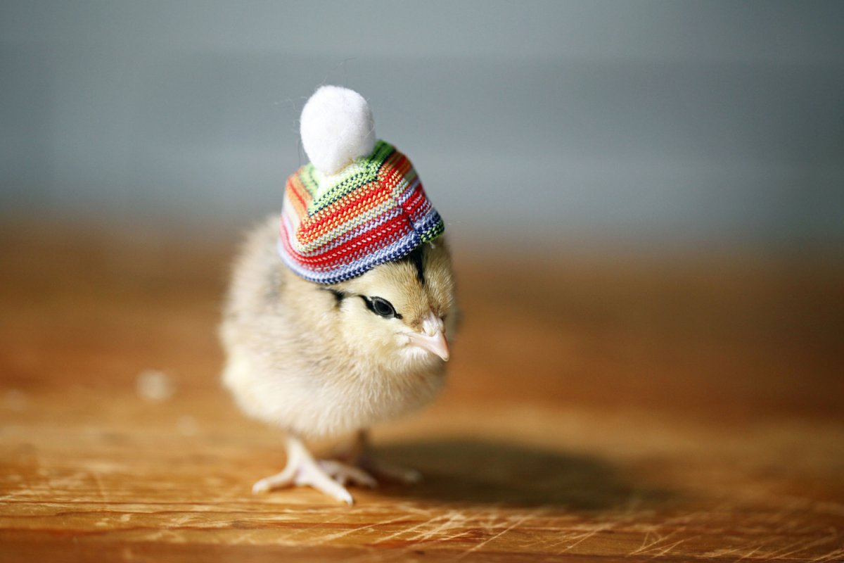 Птица в шапке