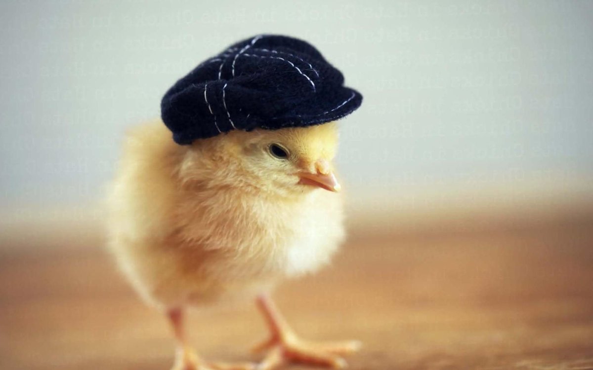 Смешной цыпленок