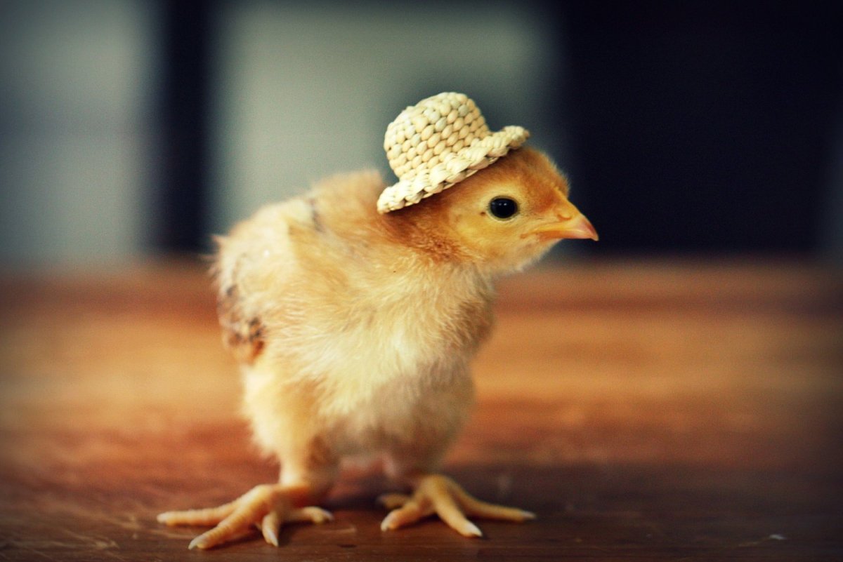 Шапка цыпленка