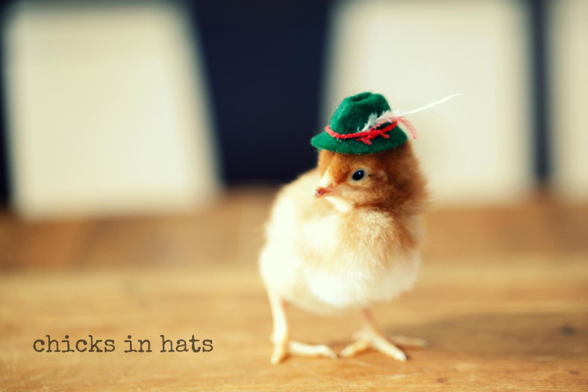 Милые цыплята в шляпах