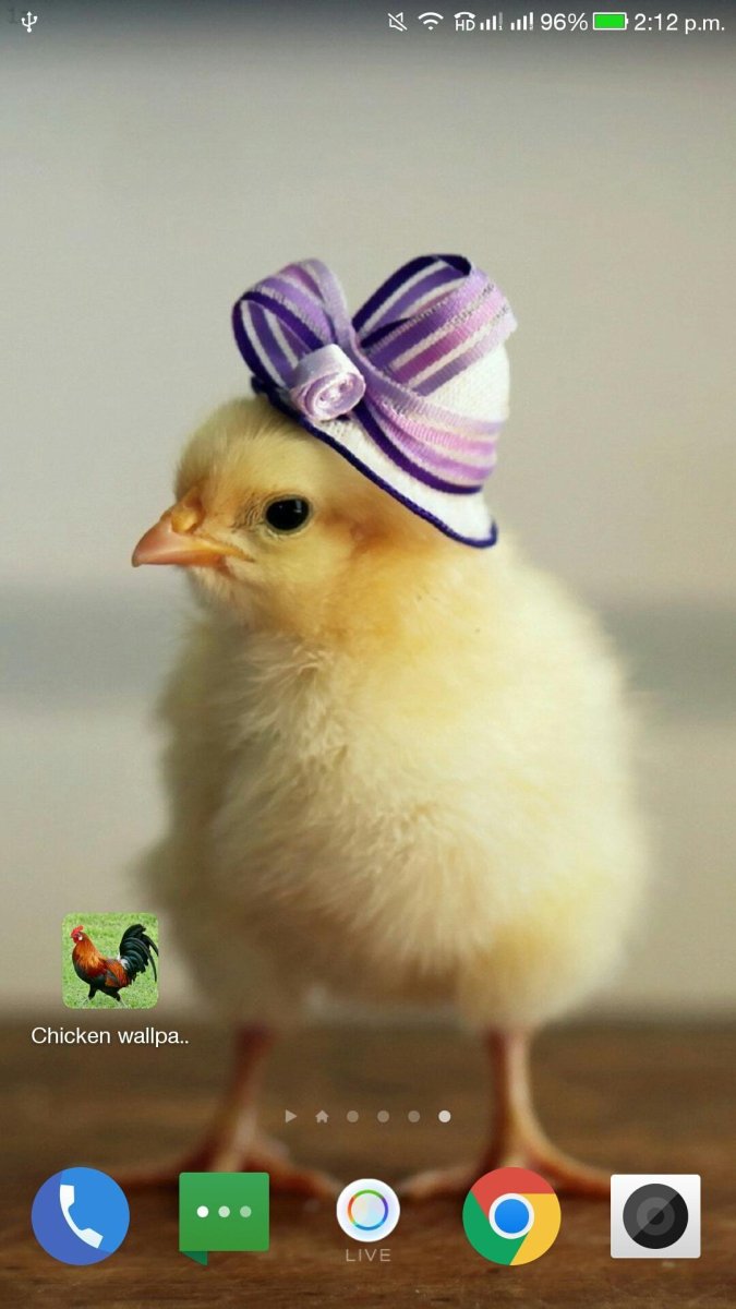 Смешной цыпленок