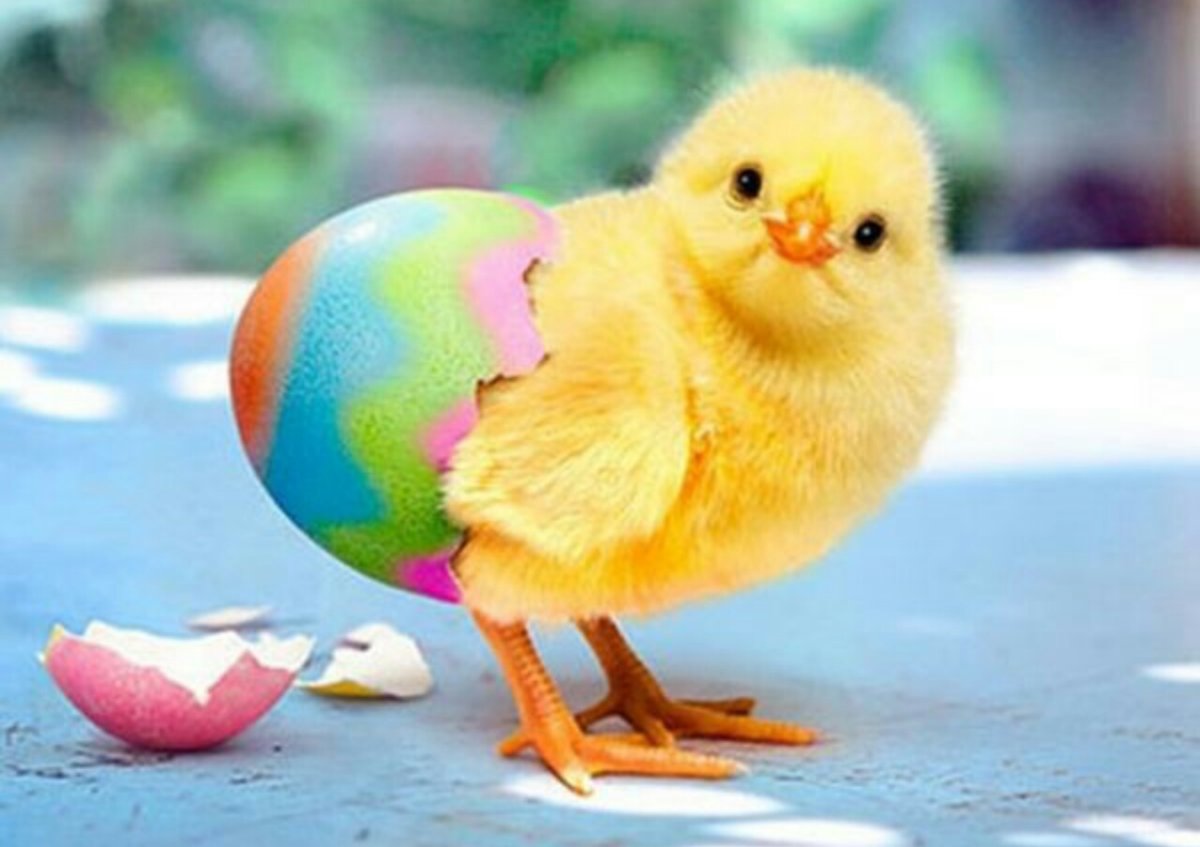 Крутой цыпленок