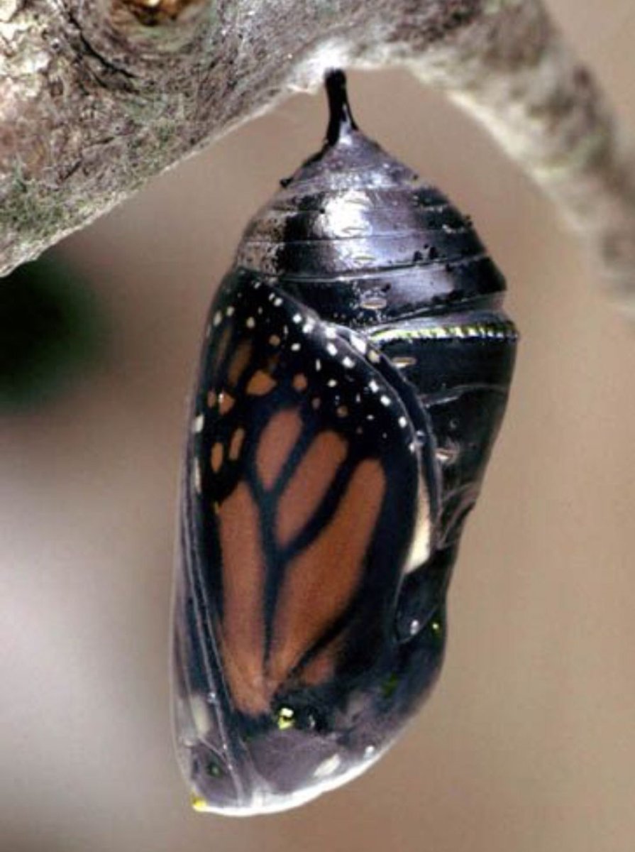 Монарх насекомых Соло