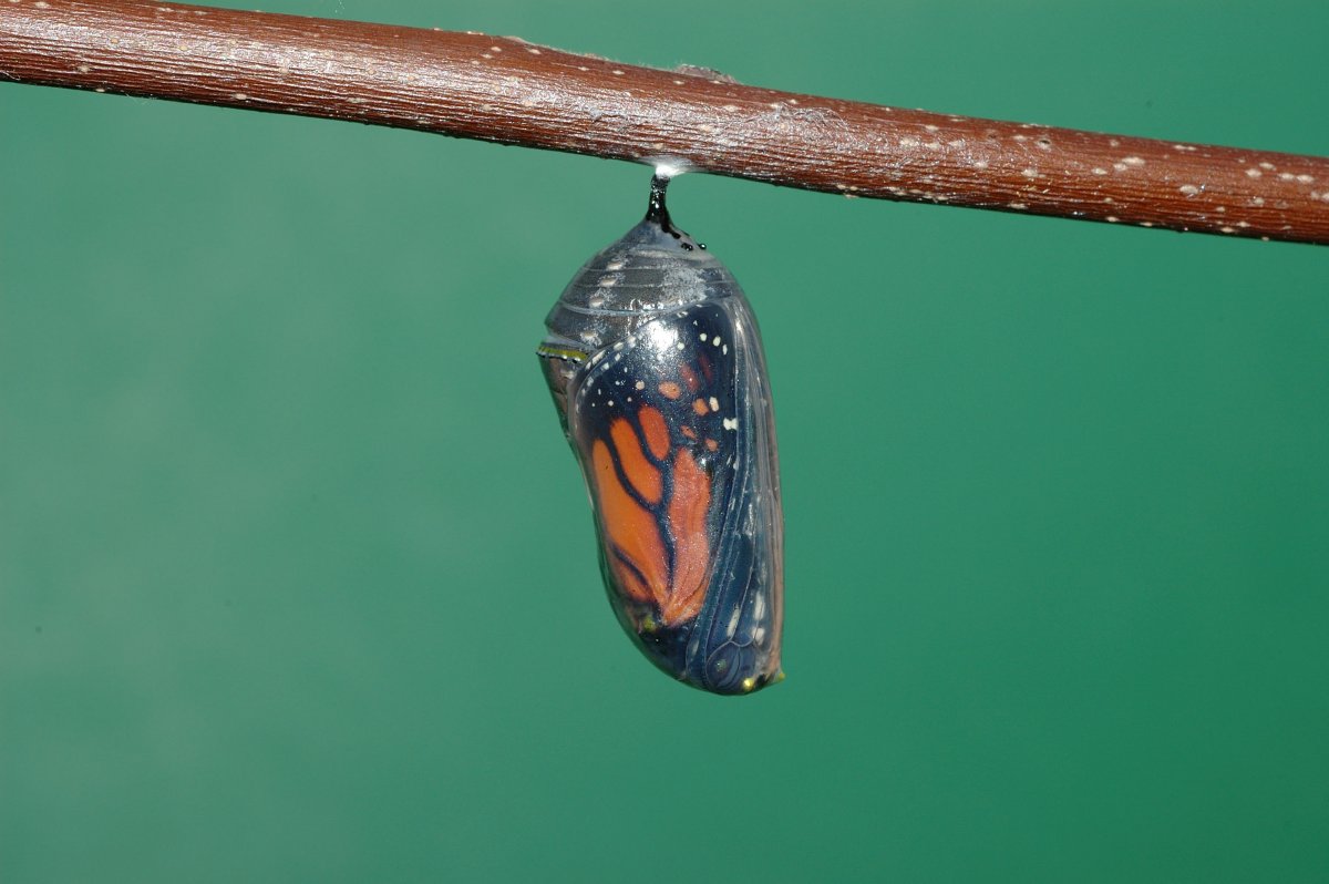 Прозрачный кокон бабочки