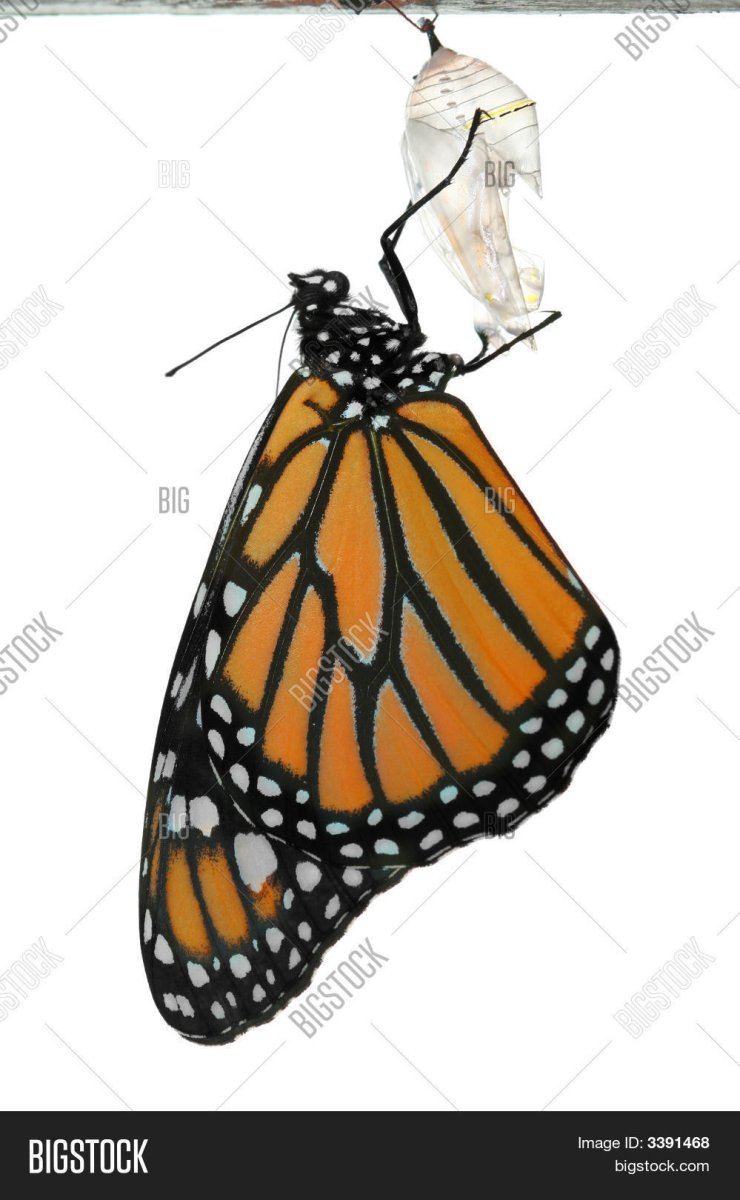 Пустой кокон бабочки