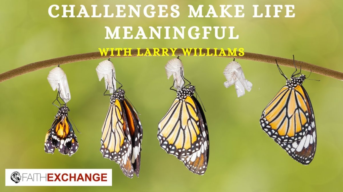 Бабочка тигр кокон