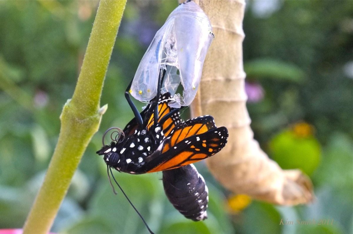 Кокон бабочки Монарх