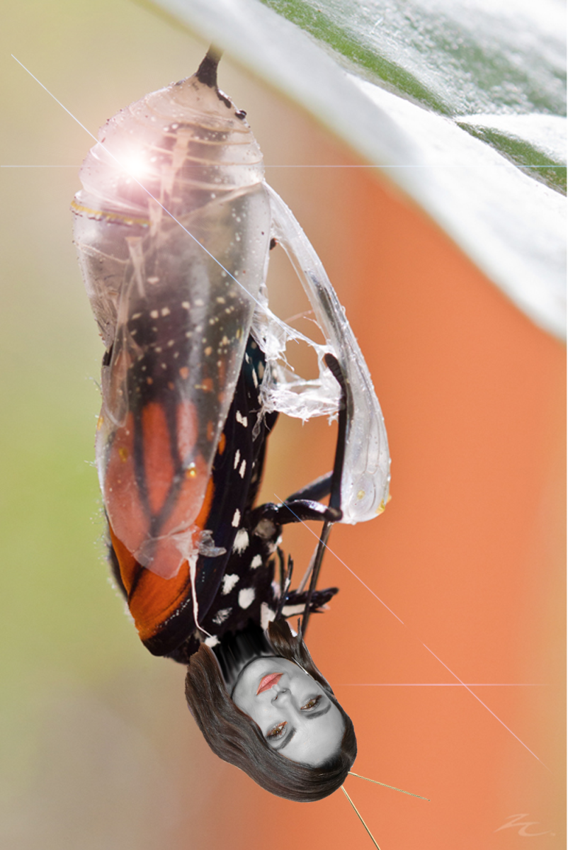 Кокон бабочки