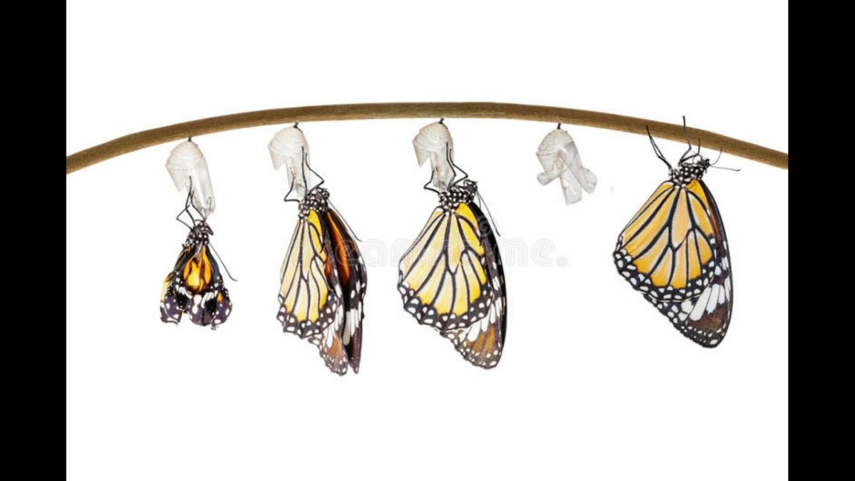 Бабочка тигр кокон