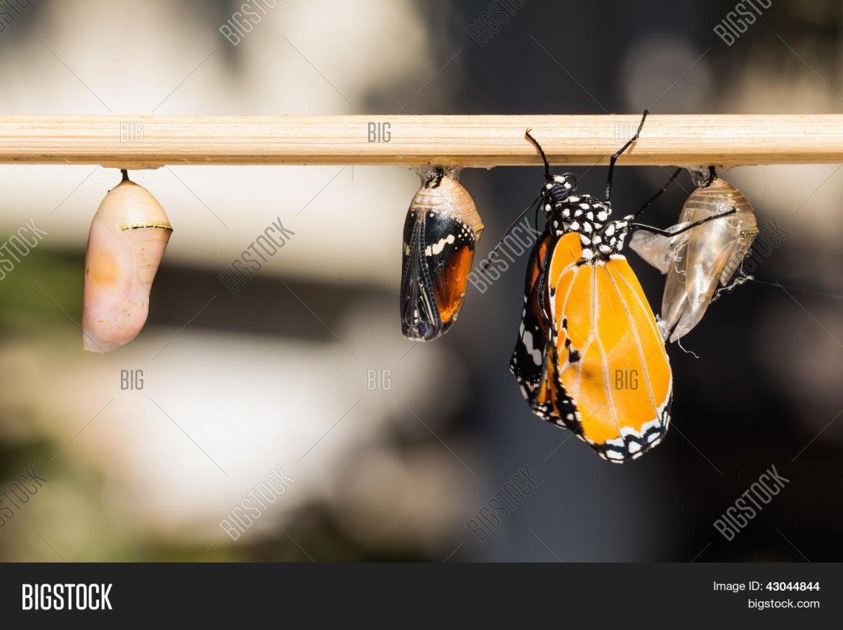 Куколка бабочки Данаида хризипп