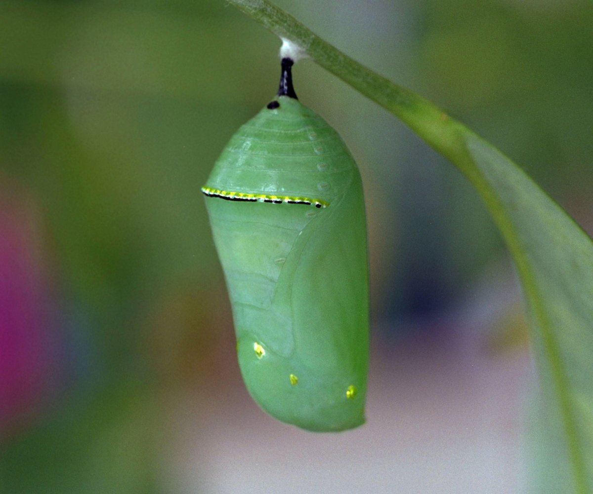 Кокон бабочки Монарх