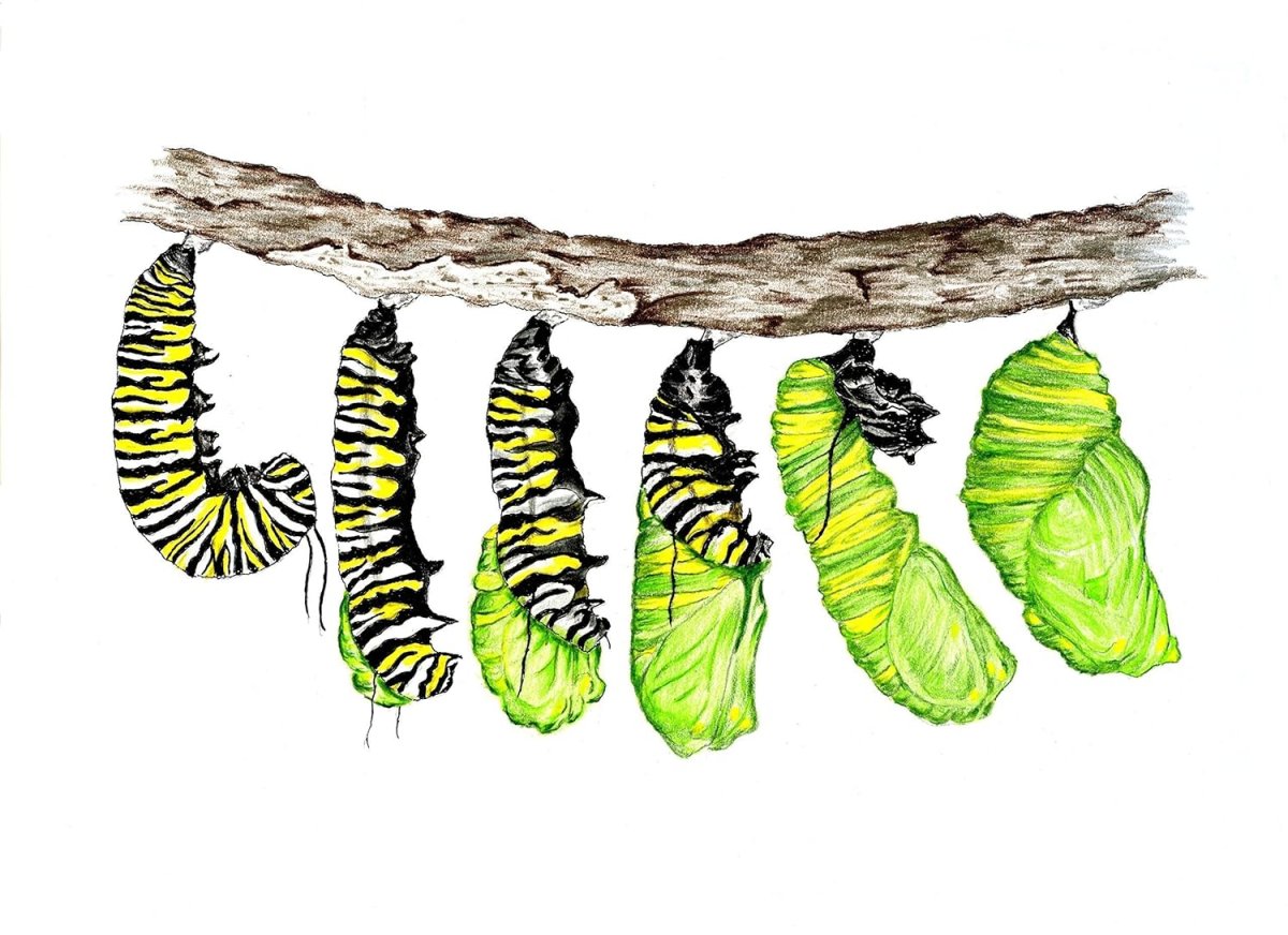 Гусеница бабочки
