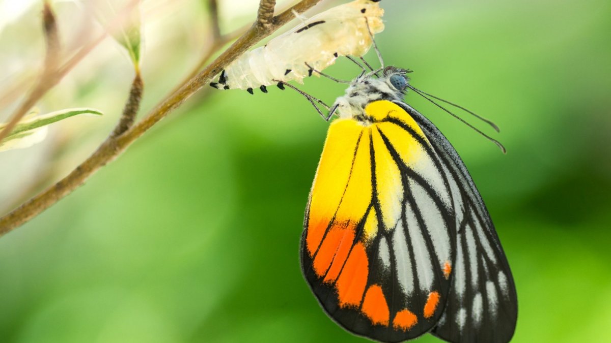 Кокон бабочки