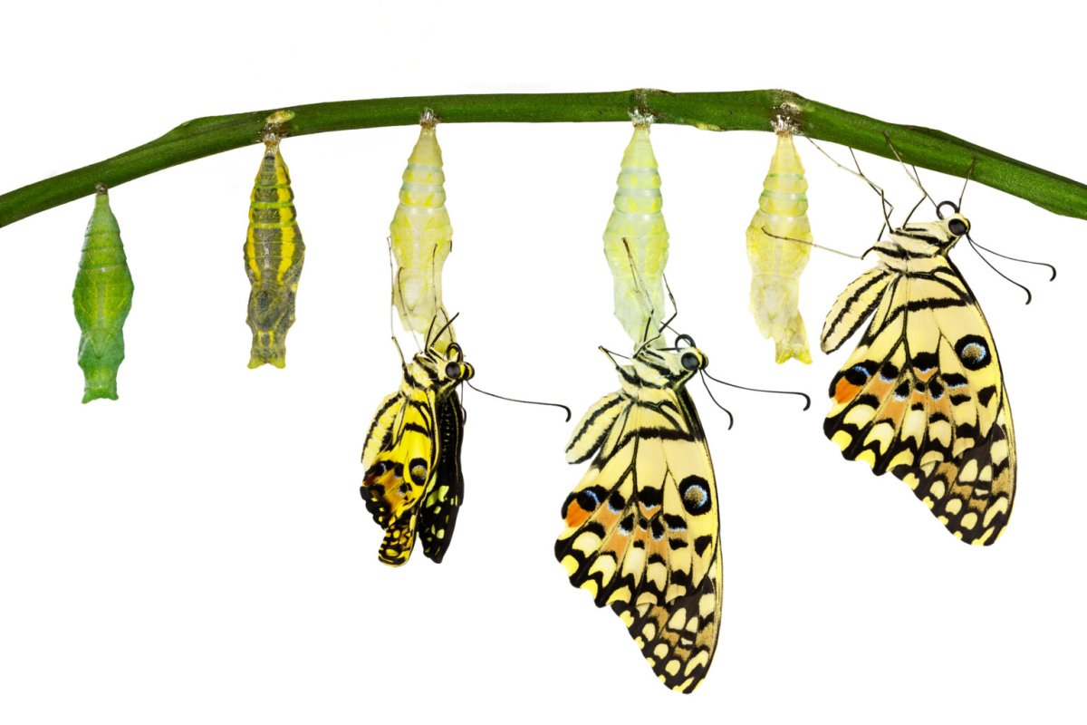 Куколка бабочки демолей