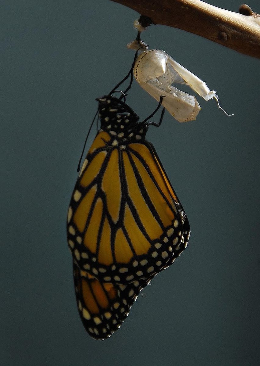 Кокон в природе