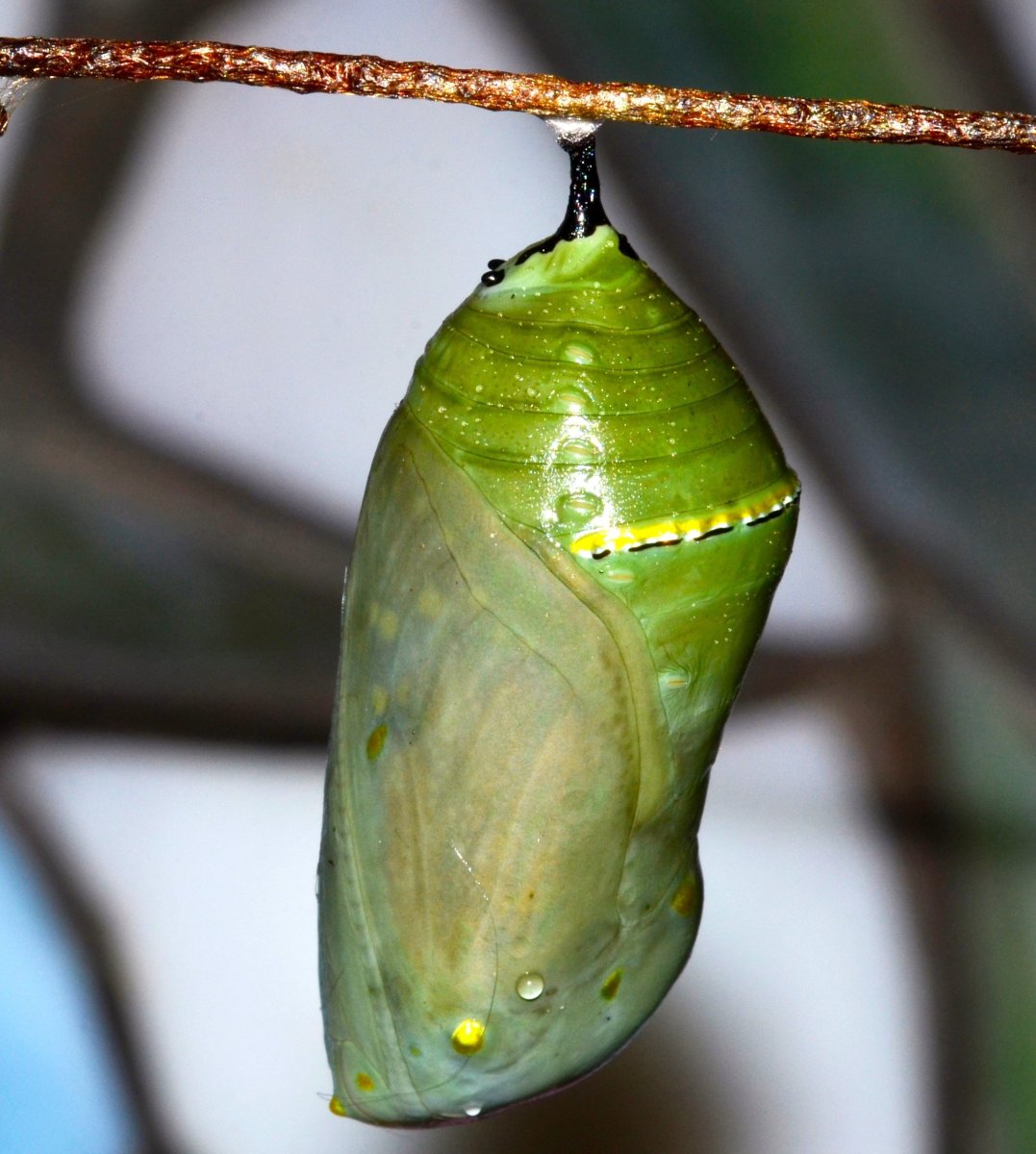 Кокон бабочки Монарх