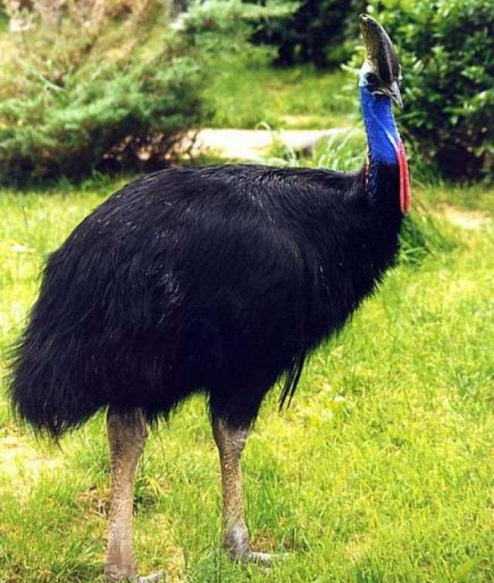 Казуары отряд страусовые