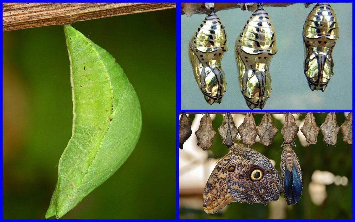 Кокон бабочки Махаон