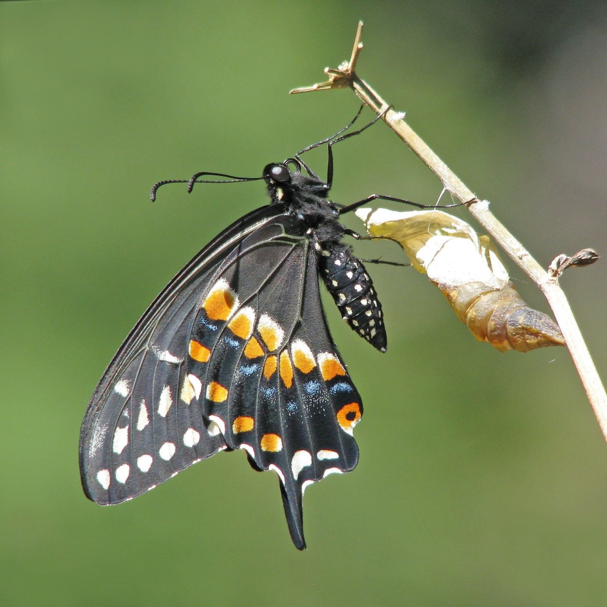 Бабочка из кокона
