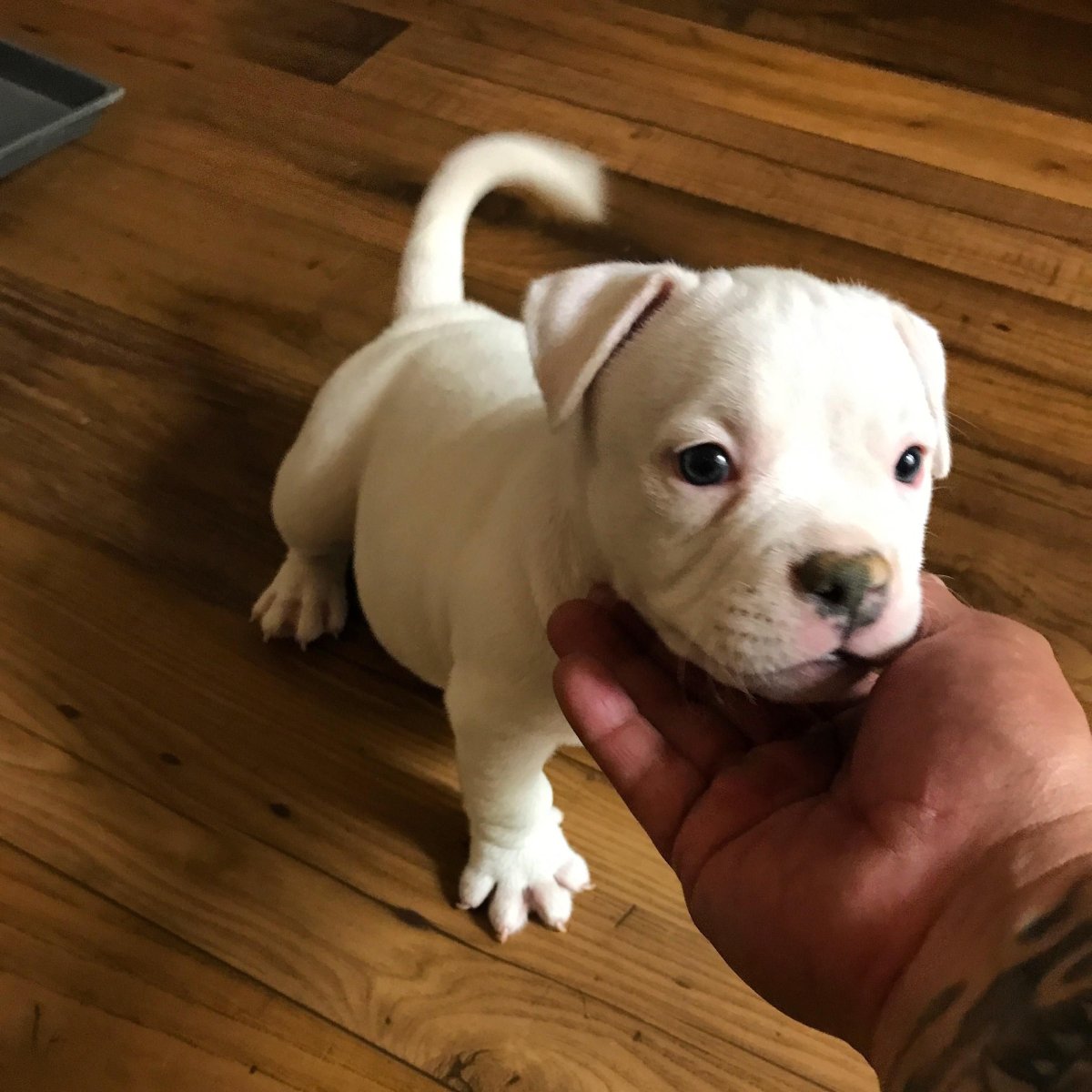 Американский питбультерьер белый щенок