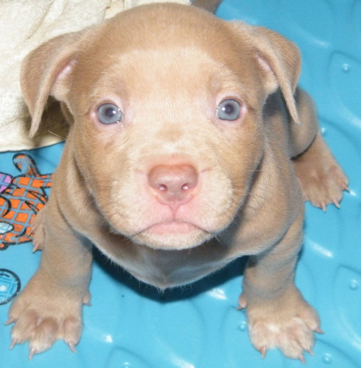 Питбуль щенок 1 месяц