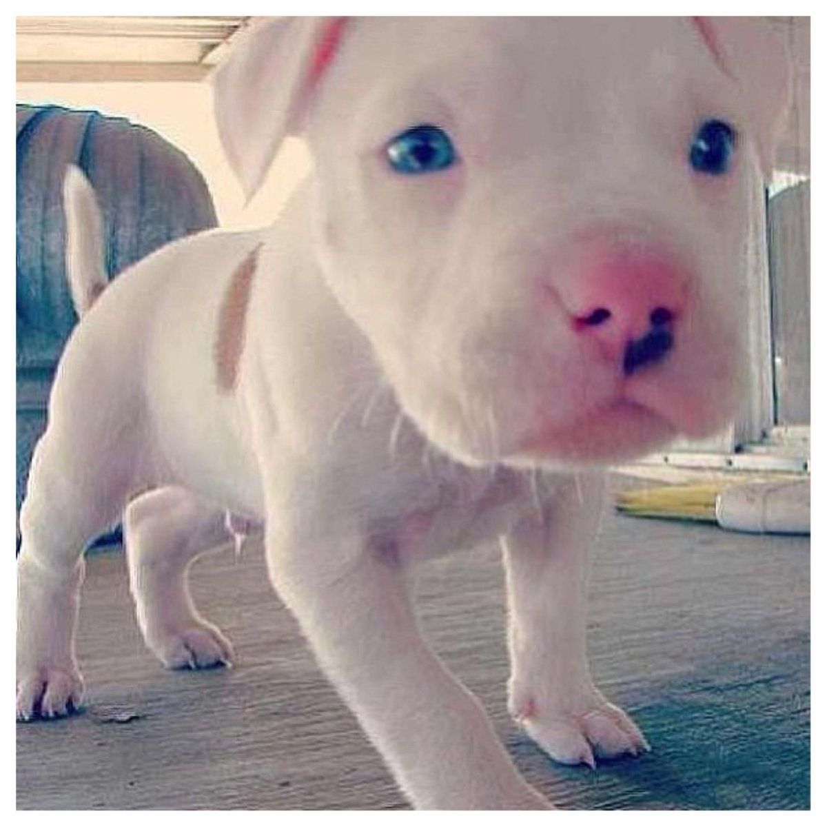 Питбуль белый щенок