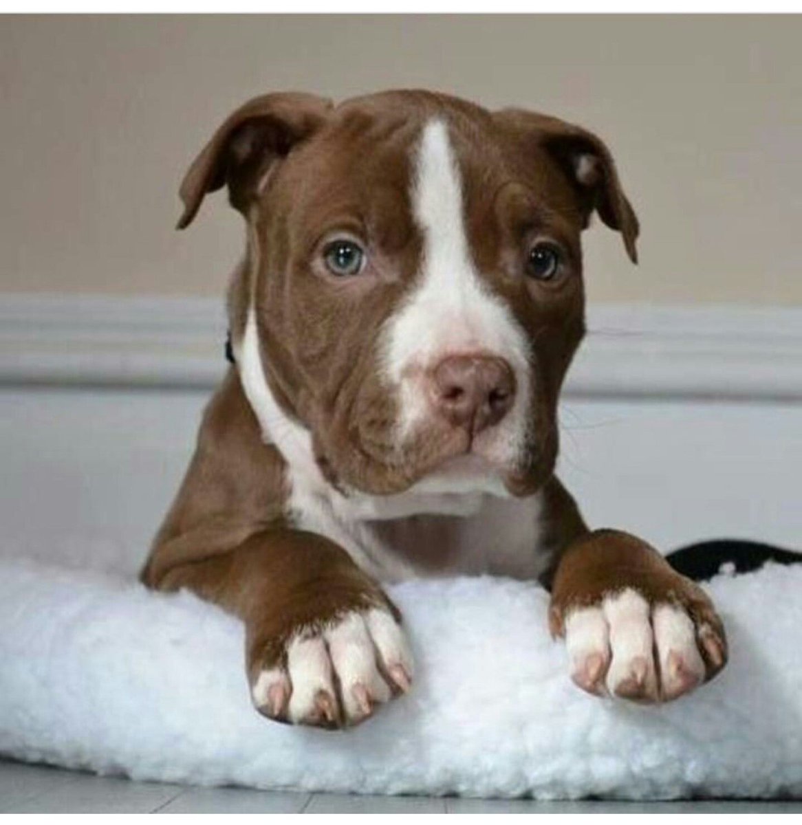 Pittie собака