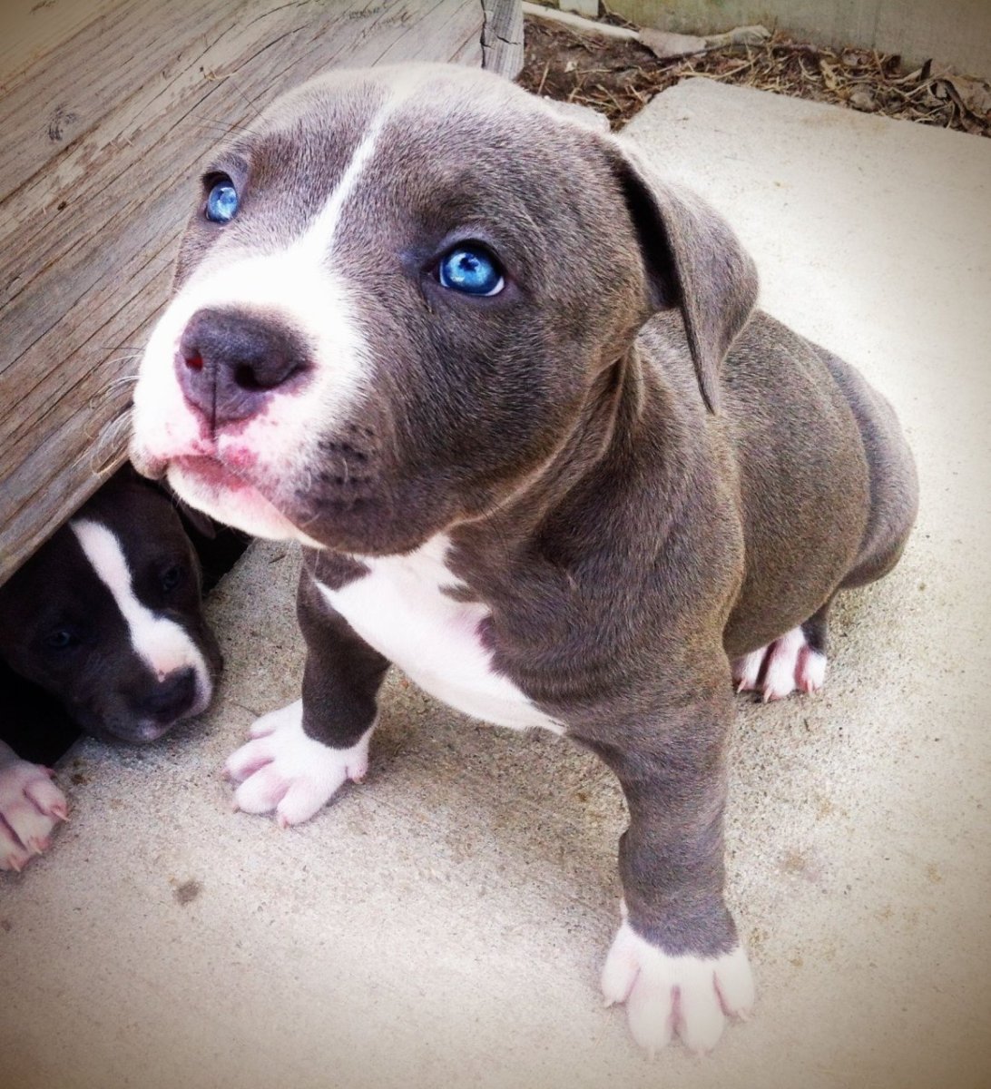 Питбуль щенок