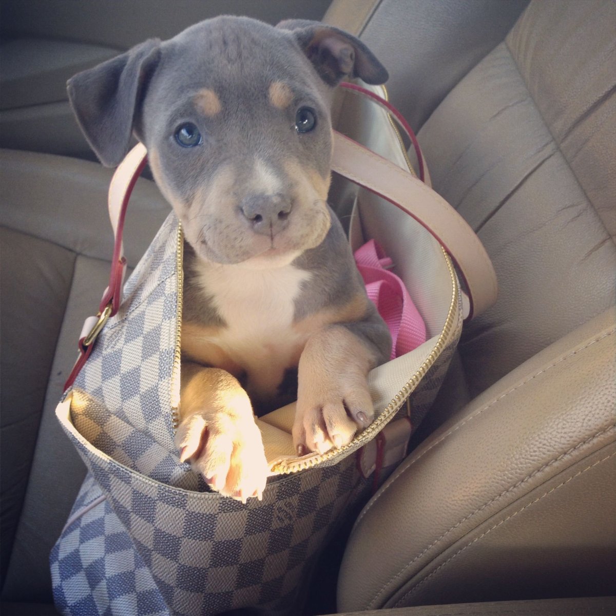 Питбули из инстаграма