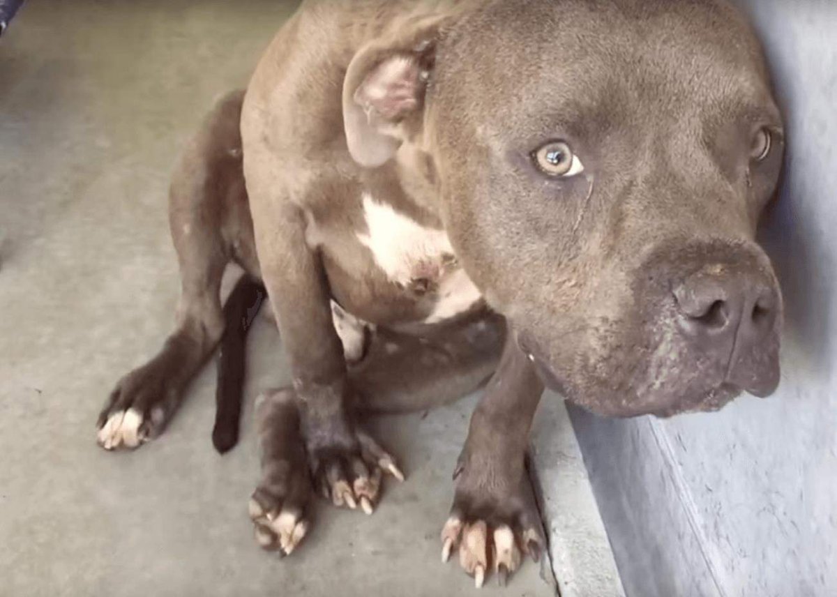 Саги питбуль