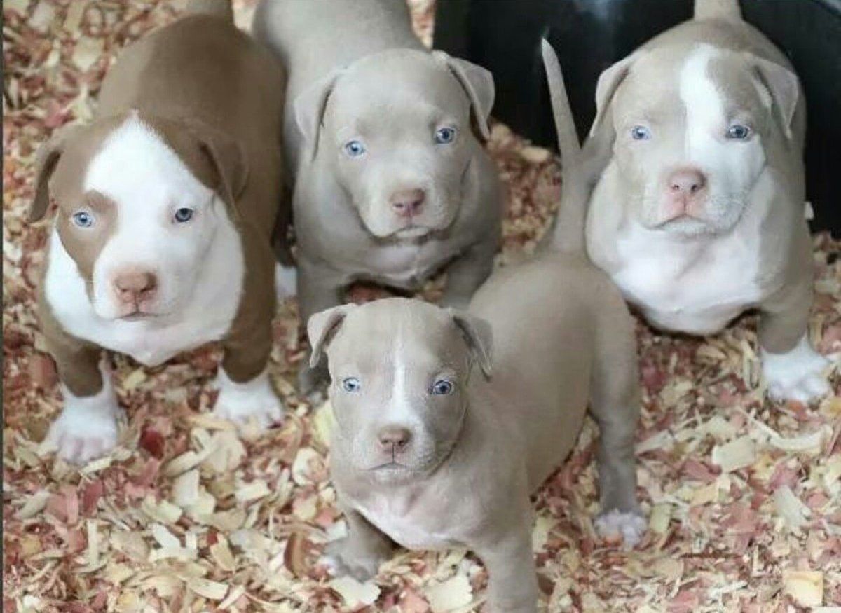 Изабелловый щенок питбуля