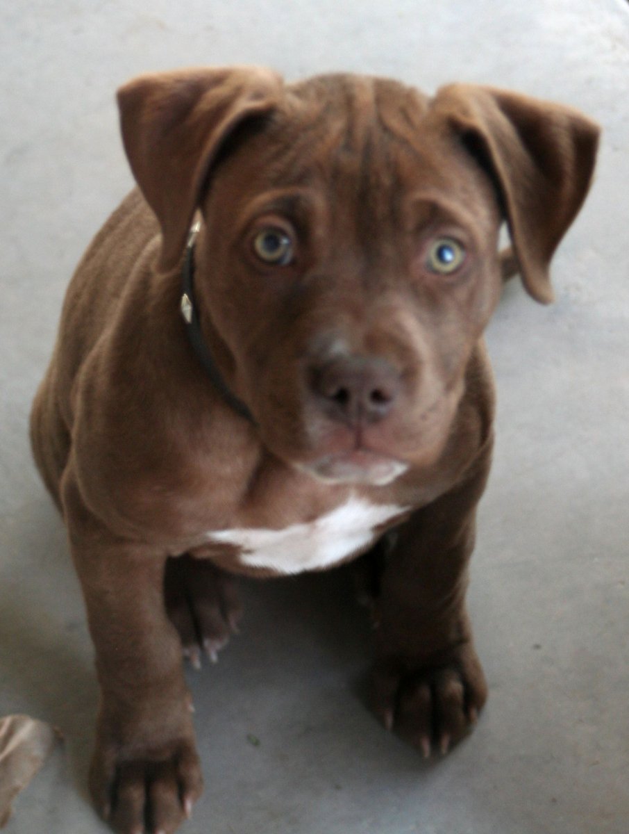 Питбуль шоколадный щенок