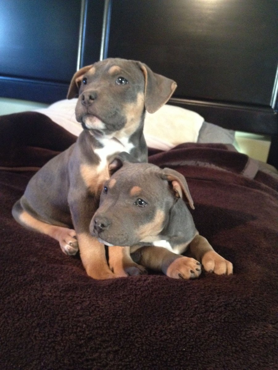 Питбуль подпалый