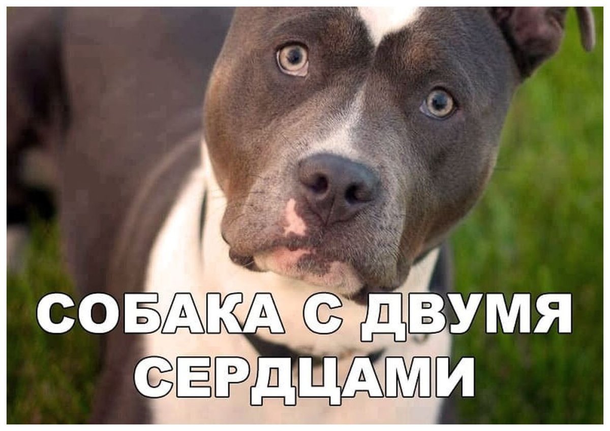 Кабаний окрас стаффордширский терьер