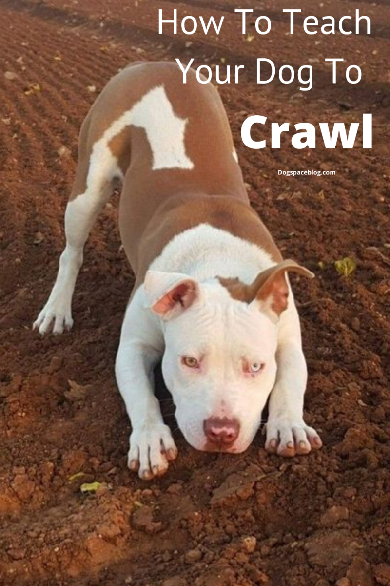 Окрас питбуля