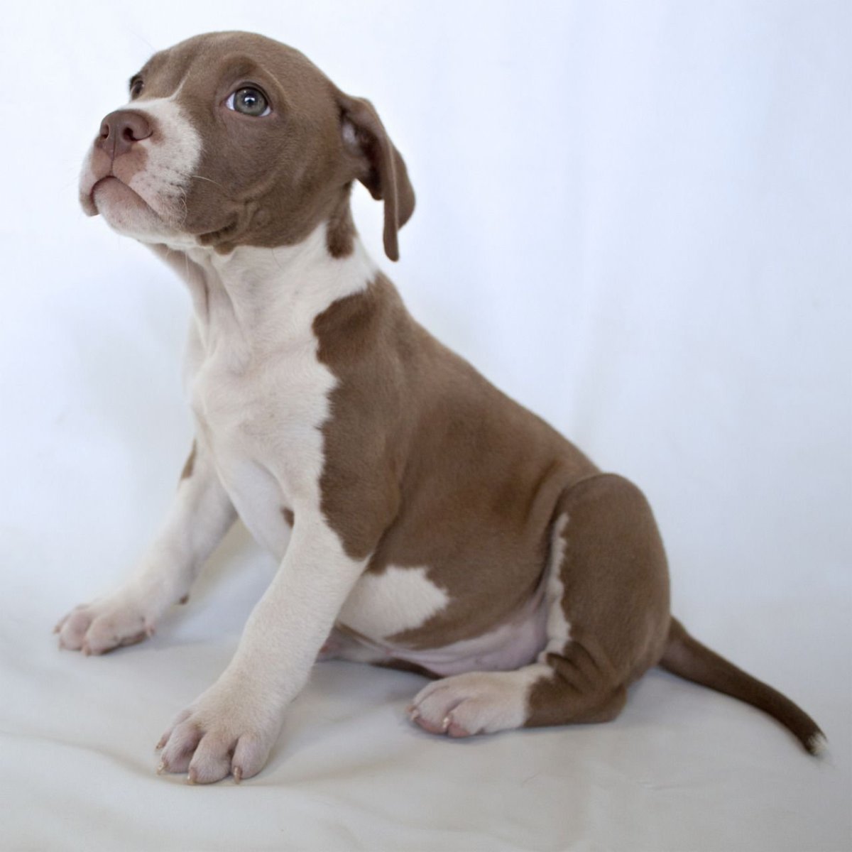 Питбуль коричневой белый щенок