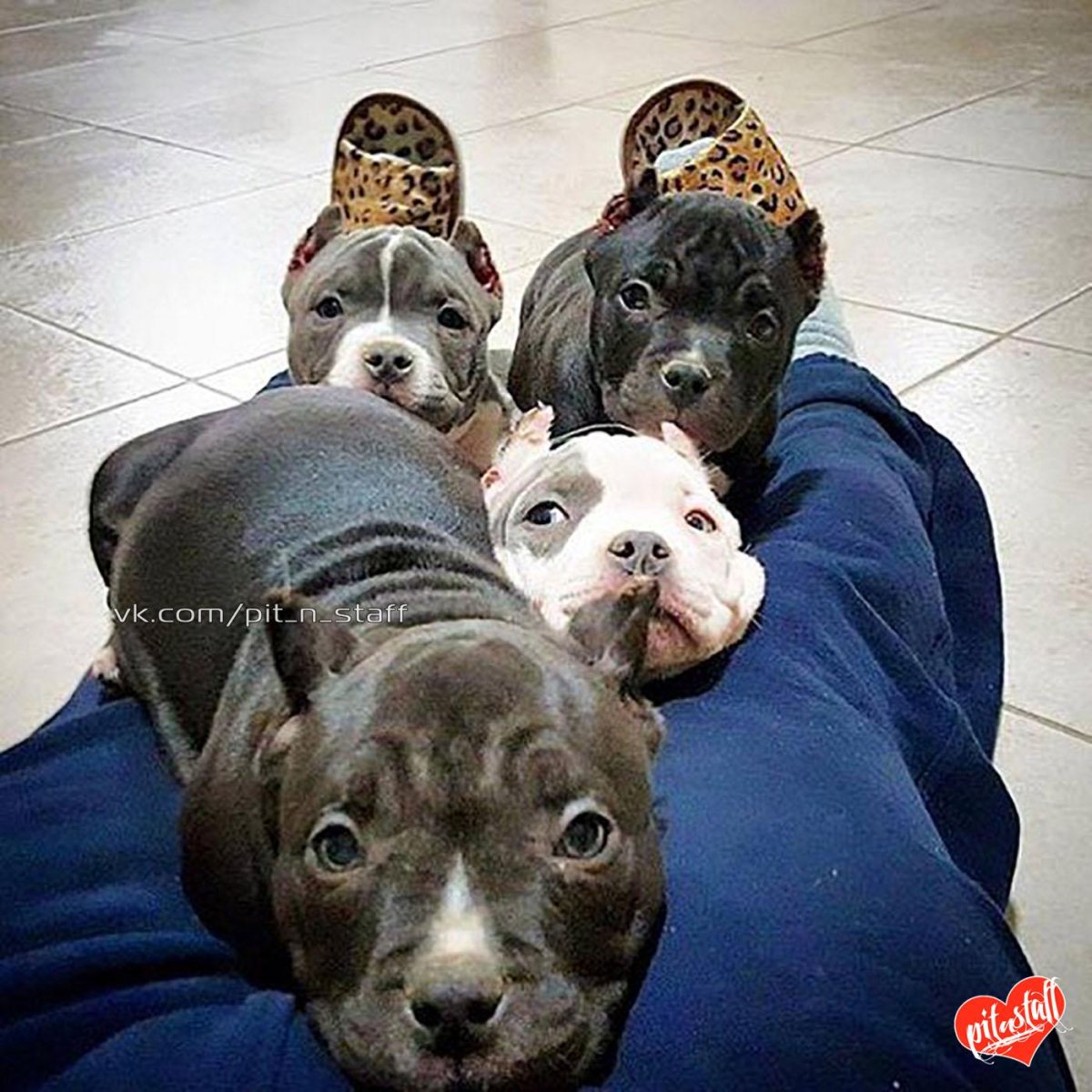 Много щенков питбулей