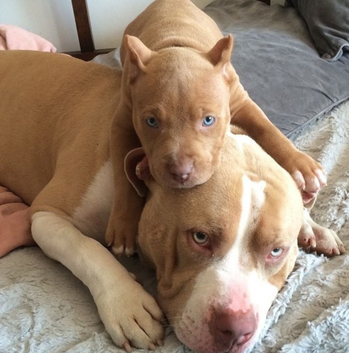 Питбуль щенок бежевый