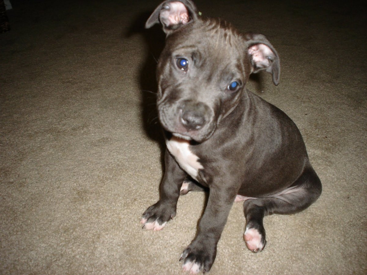 Американский питбультерьер щенок 3 месяца