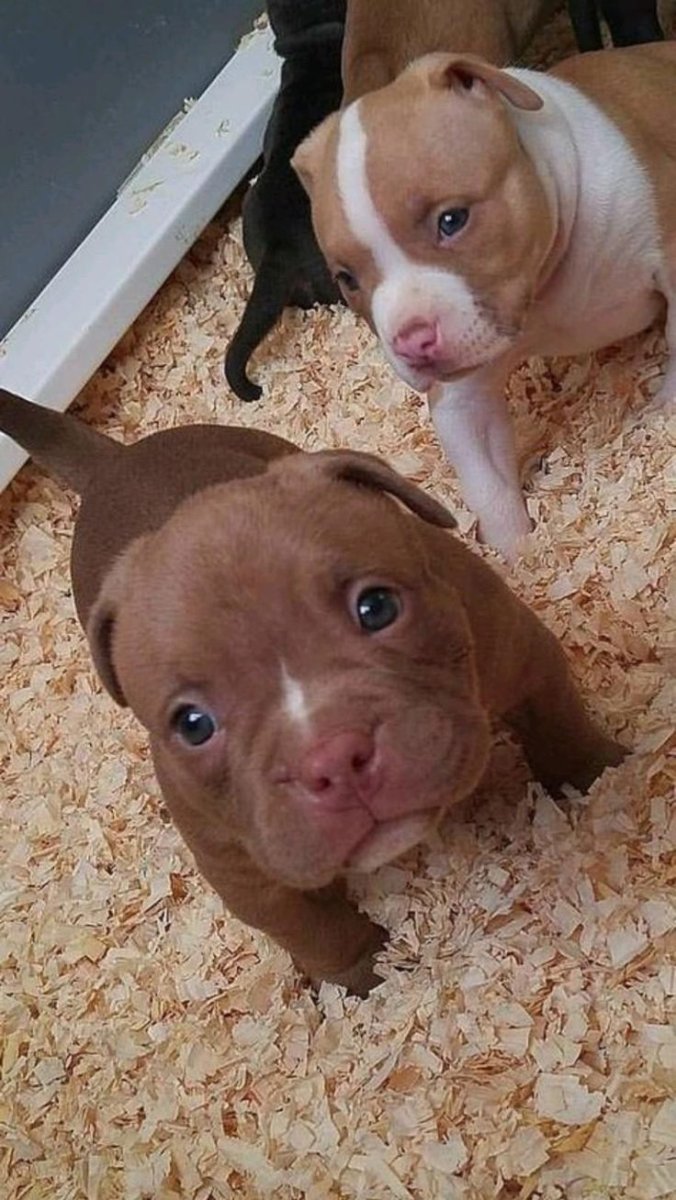 Щенки питбуля