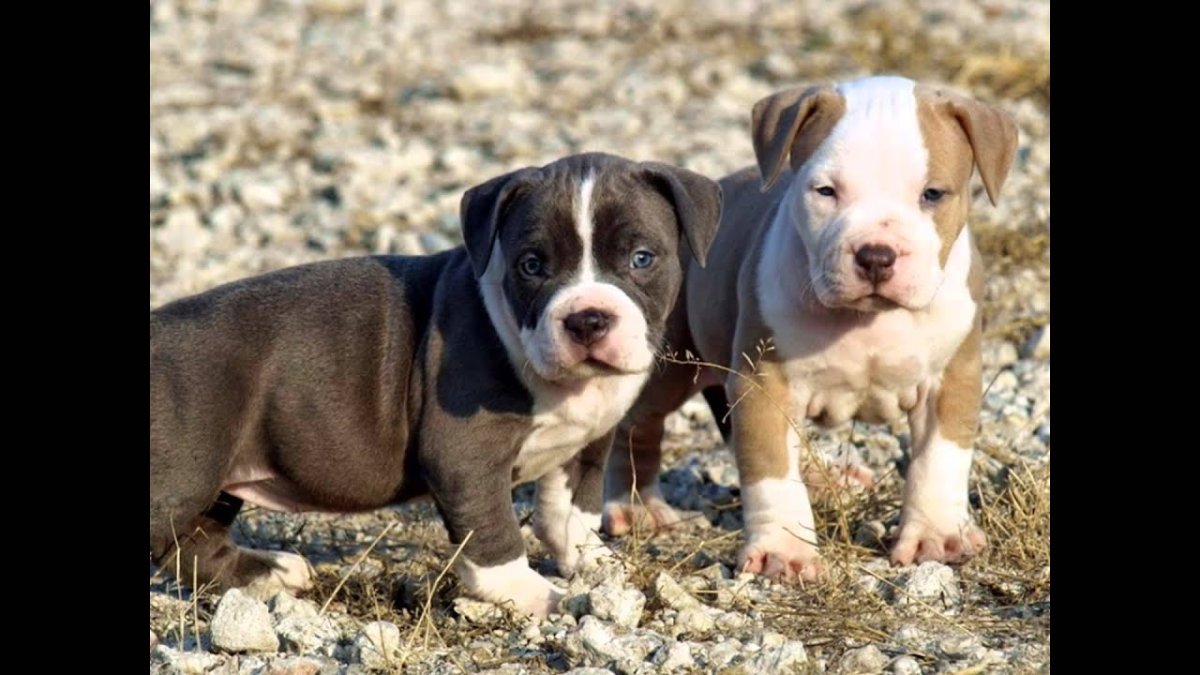 Питбуль Паппи