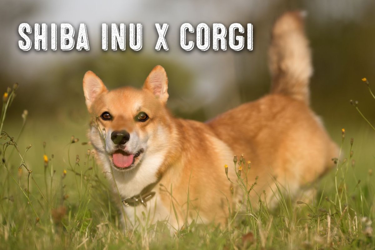 Сиба корги метис