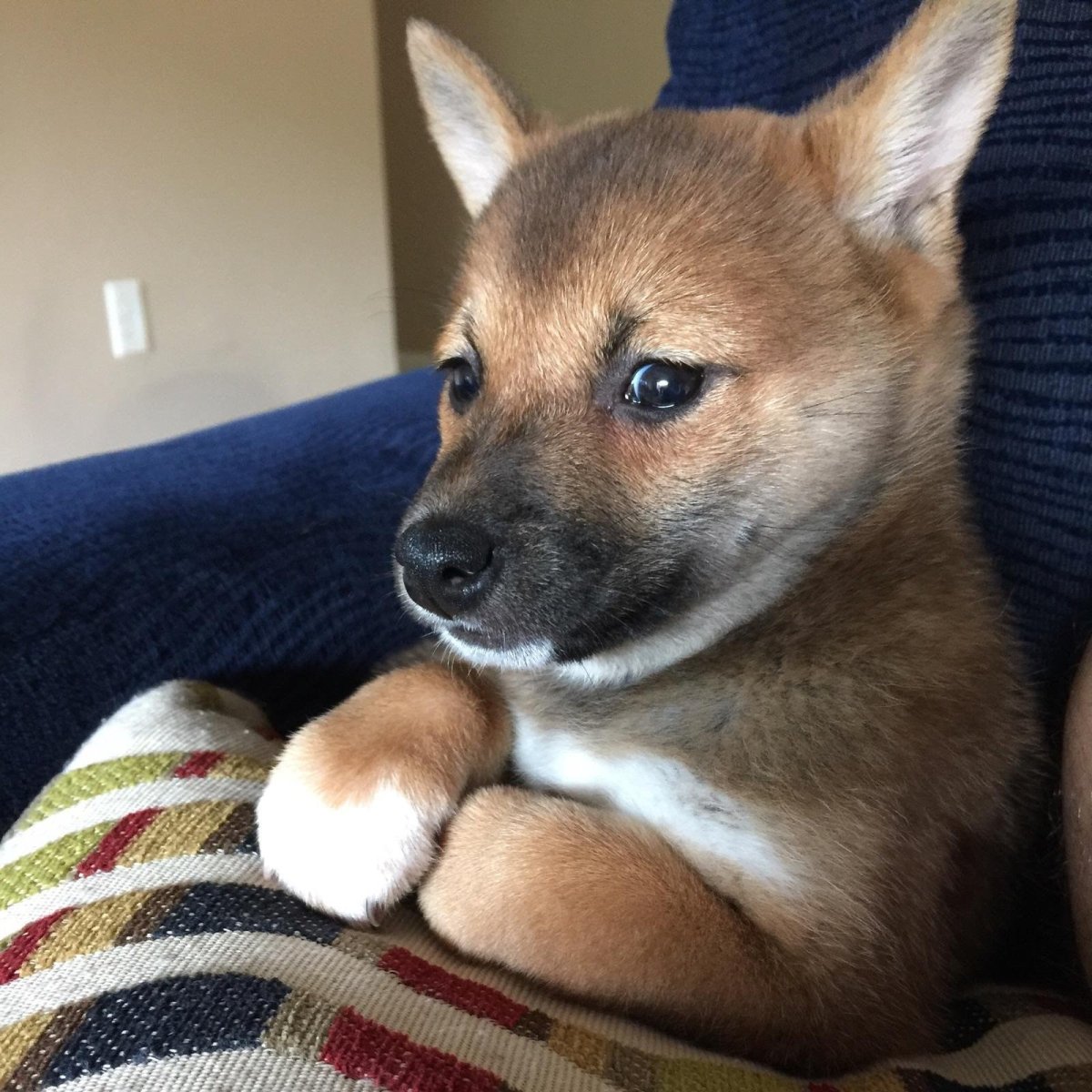 Метис сиба ину