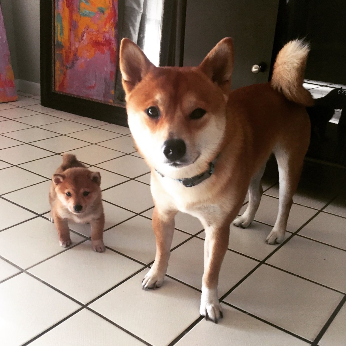 Сиба ину и корги
