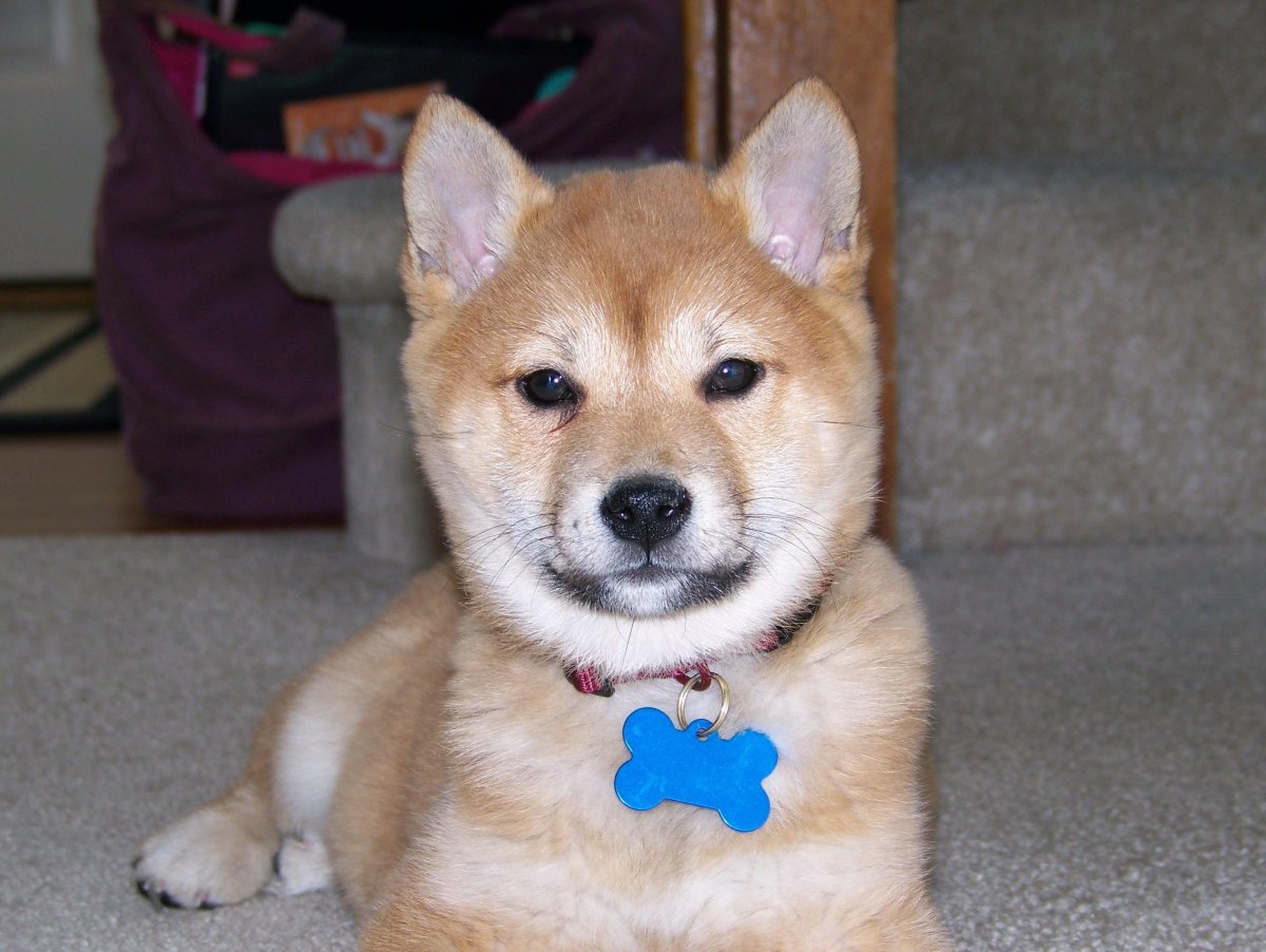 Сиба ину и корги