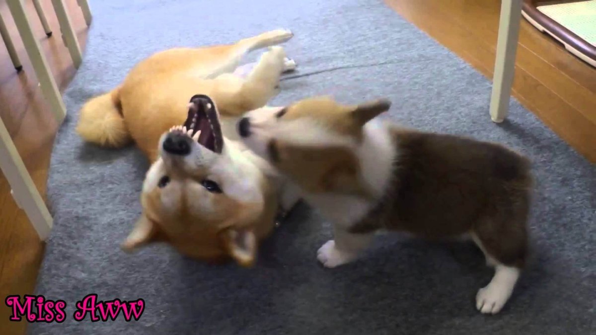 Сиба ину и корги